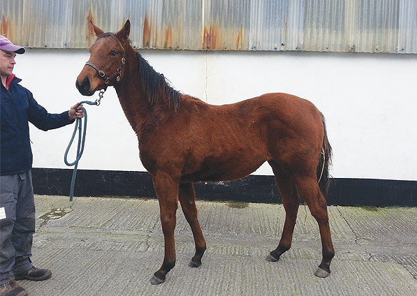  - Duke Of Marmalade ex Affinity filly - November 2013