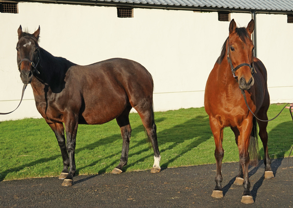  - Zest (right) and Marlinka (left) - 28 January 2020