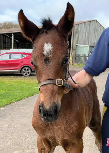  - Zoustar ex Loretta colt - 11 April 2024